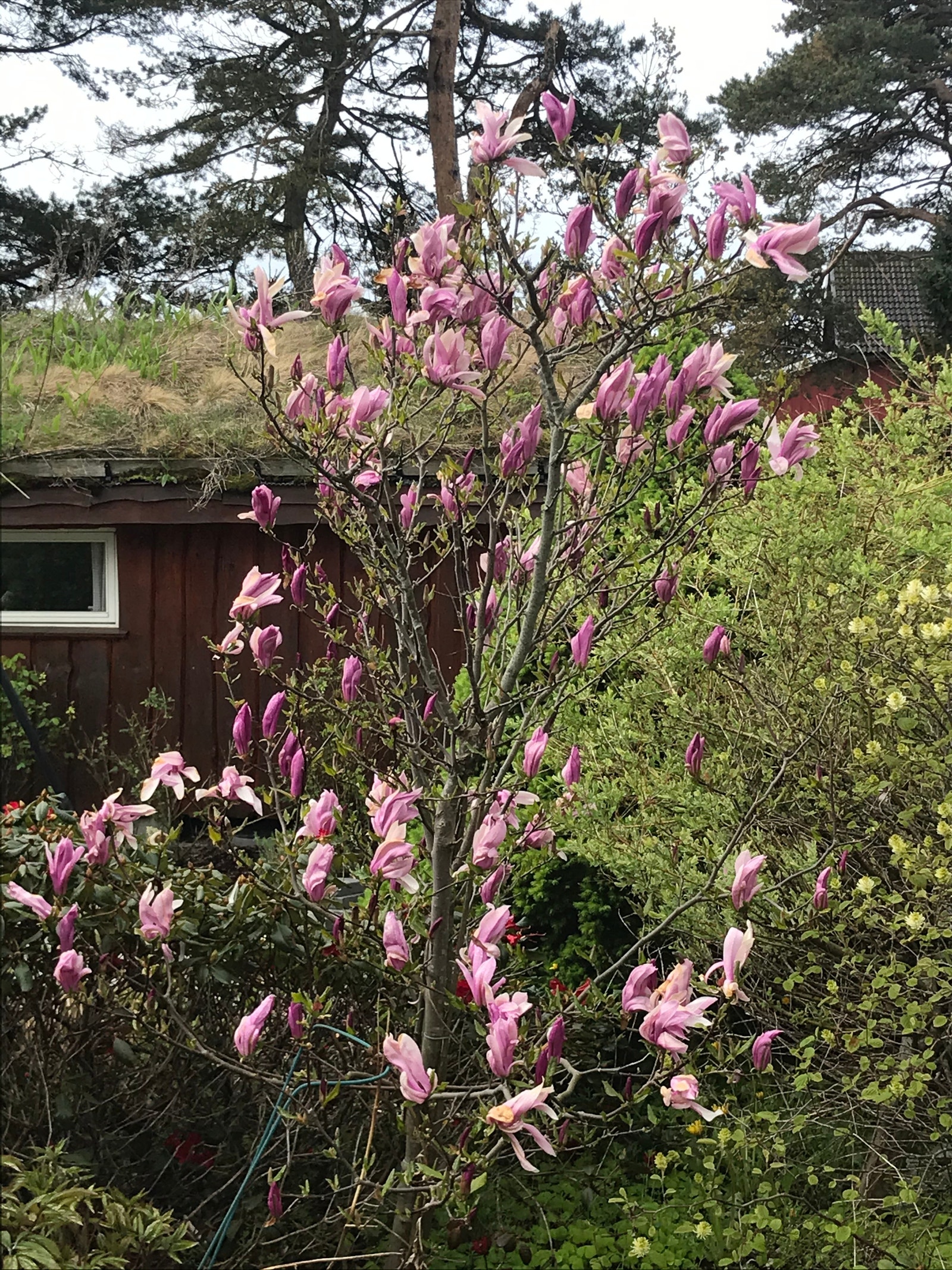 magnoliatre Galleribilde