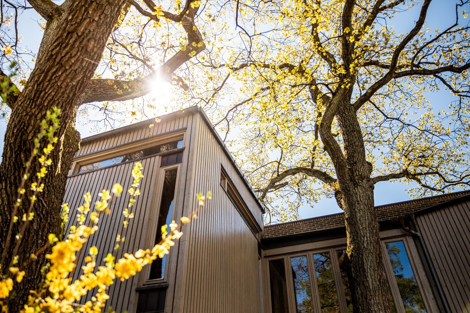 Den arkitekttegnede villaen er bygget rundt to vakre eiketrær. Galleribilde