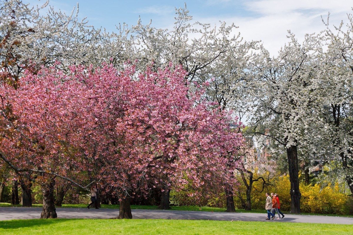 Botanisk hage ligger et steinkast unna, og er kanskje Oslos vakreste park! Galleribilde