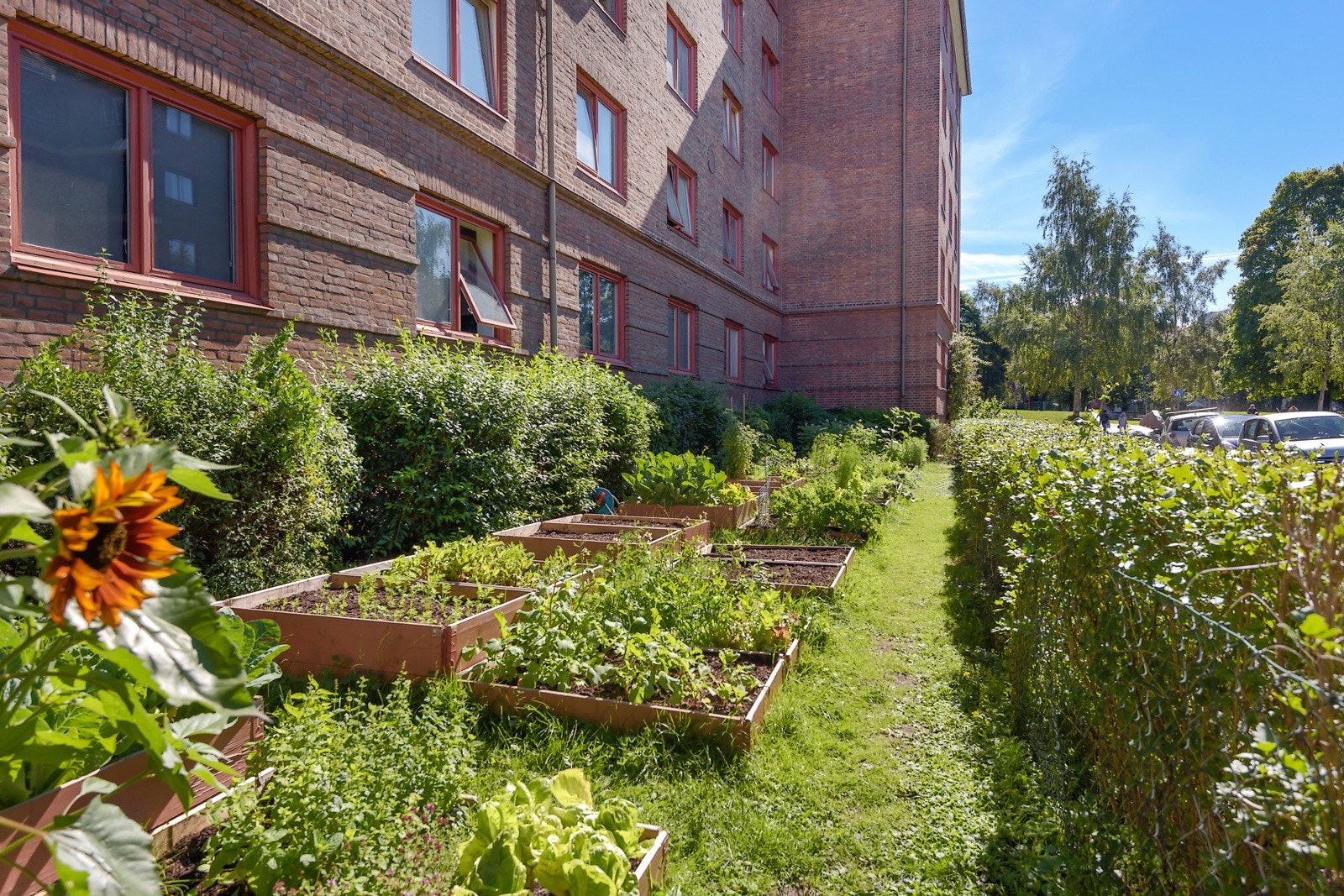 Parsellhager på fremsiden av gården hvor de med grønne fingre kan utfolde seg. Galleribilde