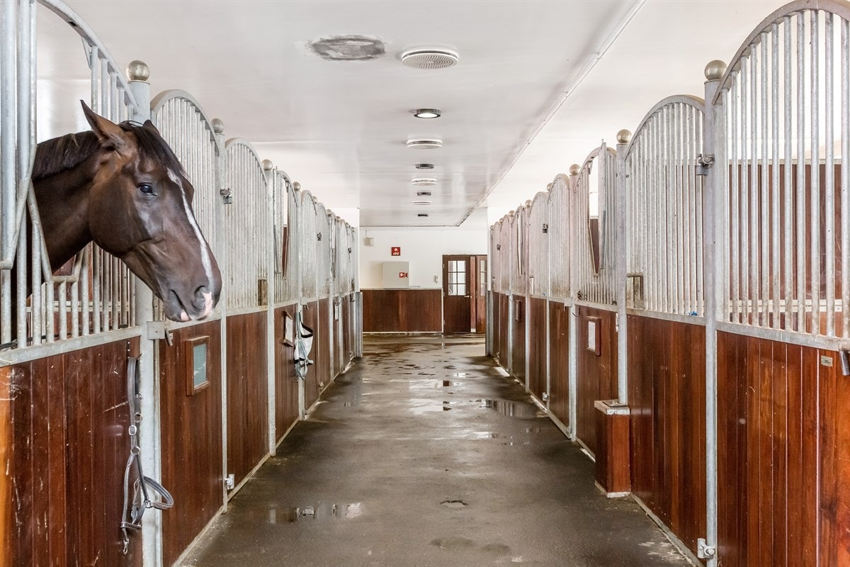 Totalt ca. 50 stallbokser Galleribilde