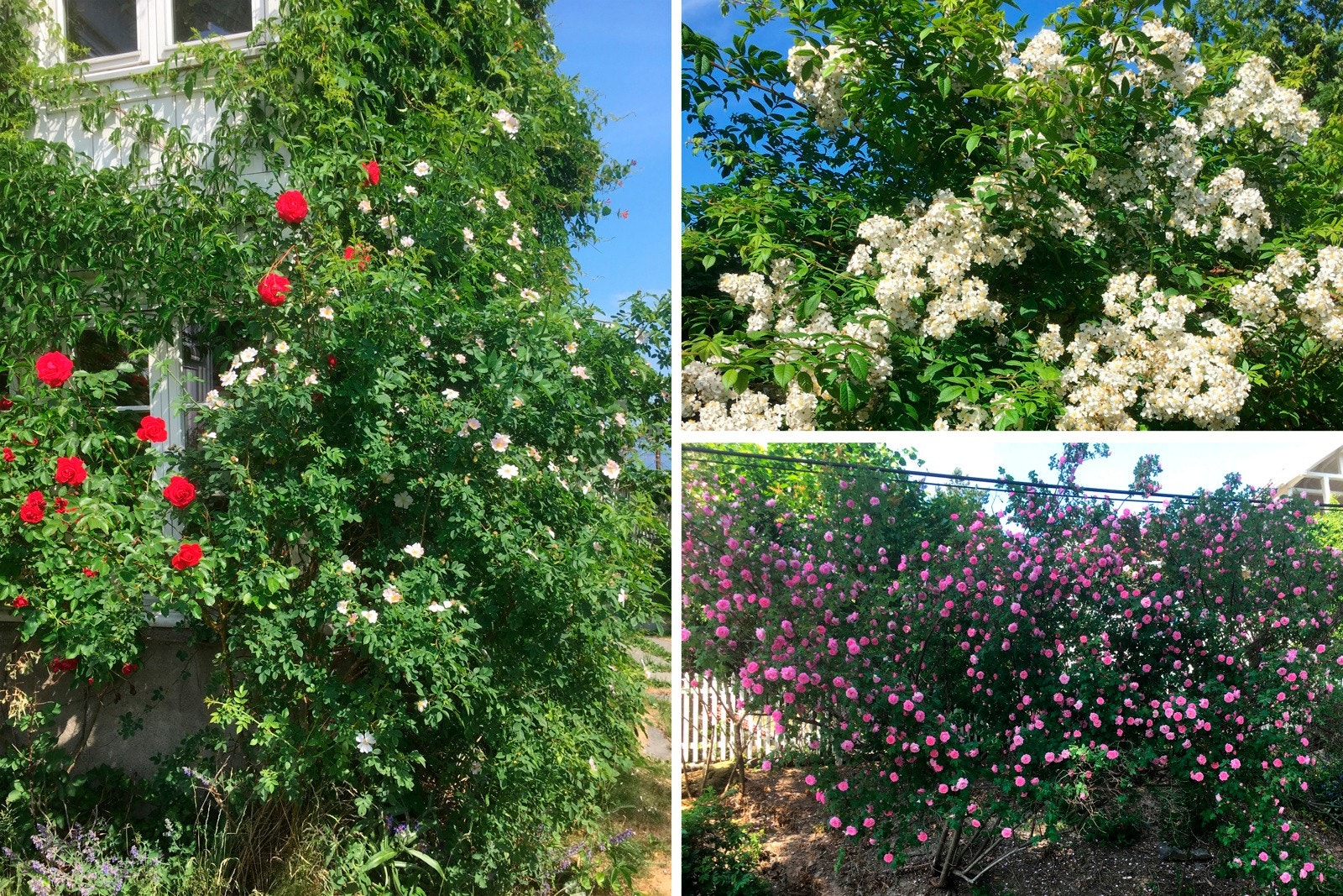 Hagen er spesielt frodig og flott Galleribilde