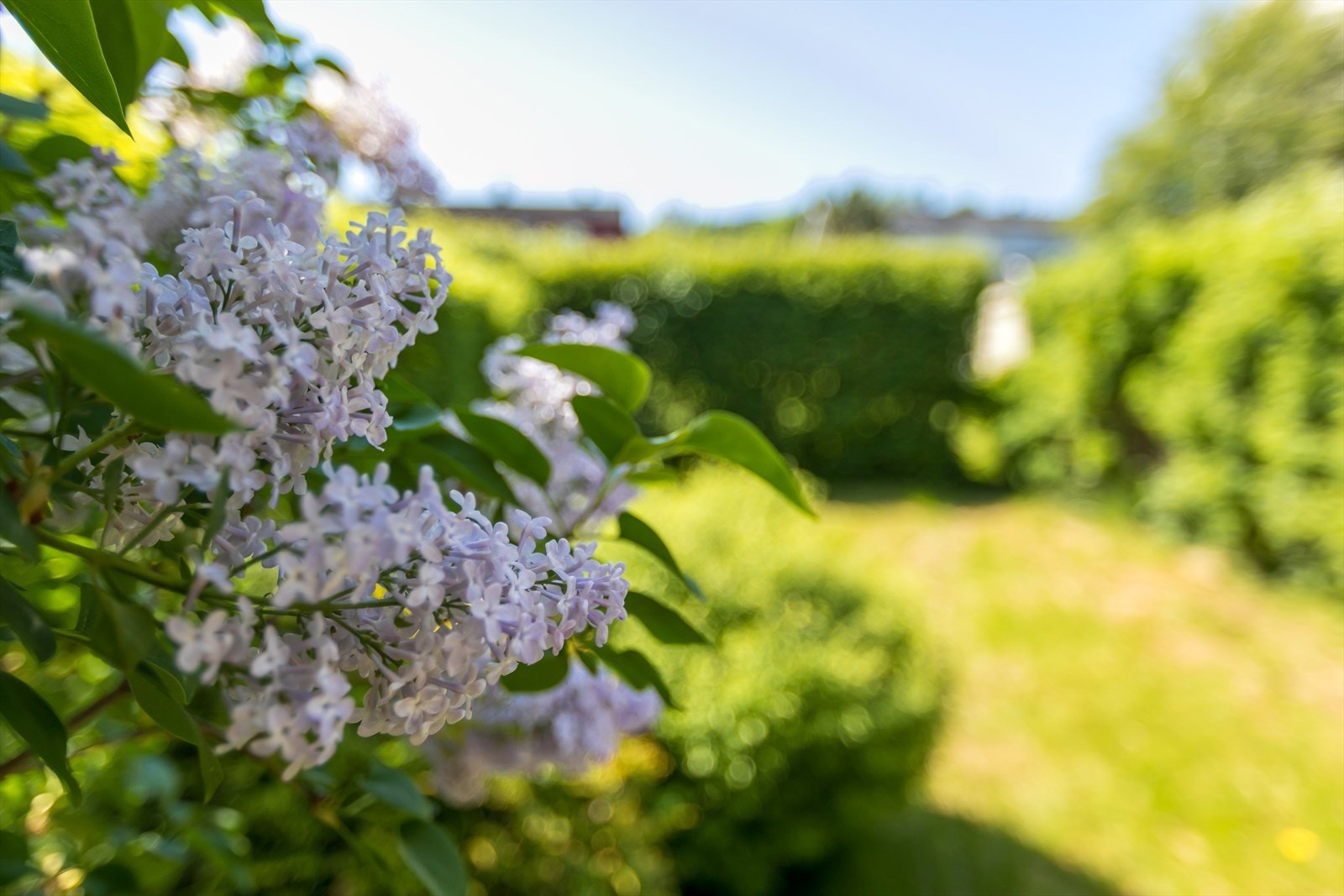Akkurat nå blomstrer syrinen i hagen! Galleribilde