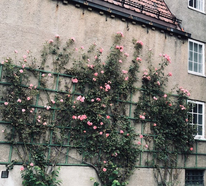 Flotte rosebusker vokser oppover veggen mot naboen Galleribilde