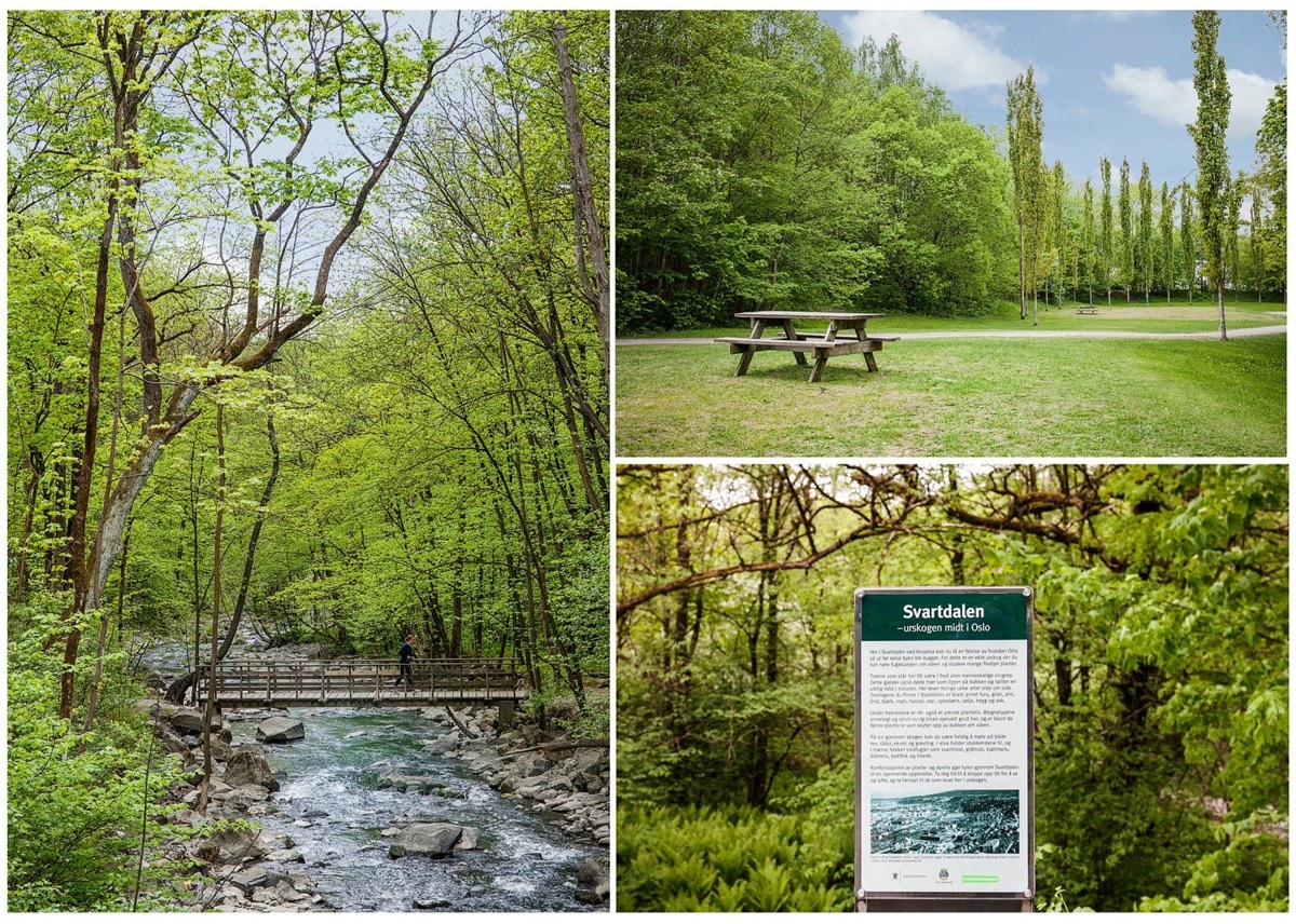 Svartdalsparken, som starter i Kværnerbyen, er inngangsporten til Alnastien. Dette er en flott turvei som går fra enden av parken og følger Alnaelva gjennom den frodige og uberørte urskogen i Svartdalen. Galleribilde