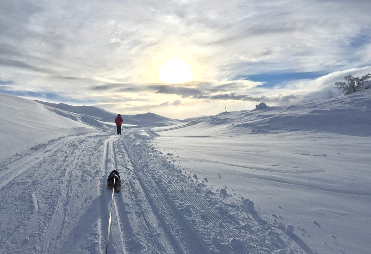 Etter en lang dag i skiløypene kan man rusle ned på Rondane Høyfjellshotell som ligger 10 minutters gåtur unna for en bedre middag. Galleribilde