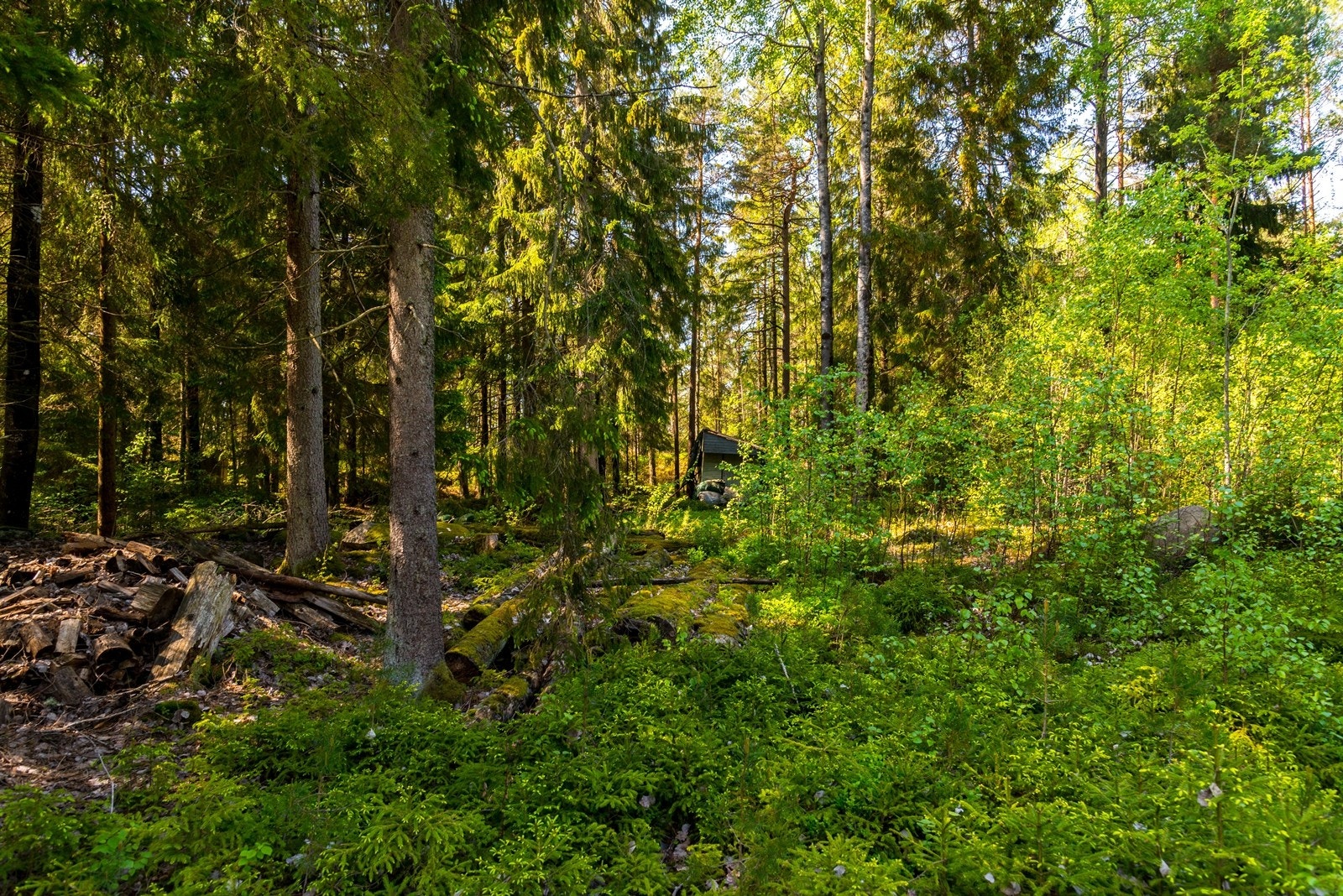 Det står en gammel brakke på tomten Galleribilde