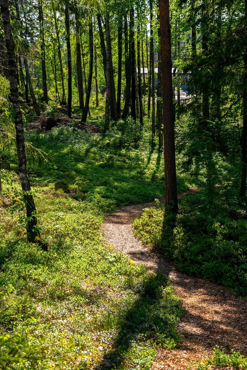 Sti fra sjøen Galleribilde
