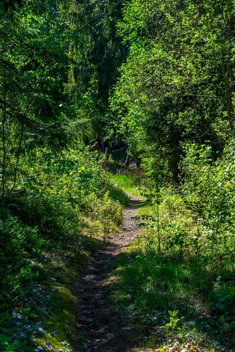 Sti fram til tomt Galleribilde