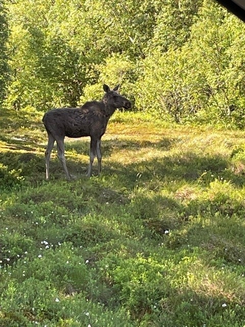 Elg som beiter i nærområdet Galleribilde