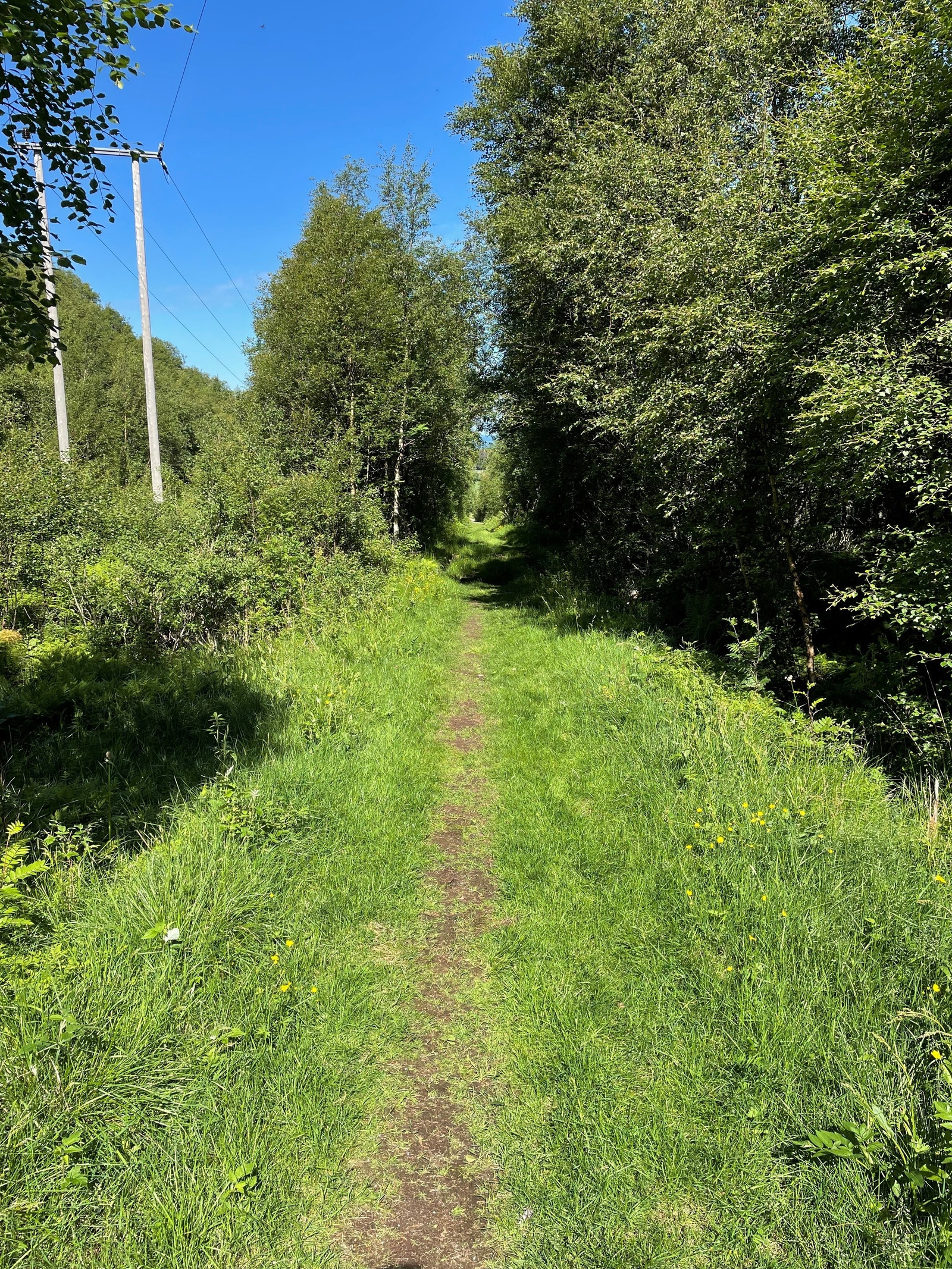 Stien opp til Kiranfjellet Galleribilde