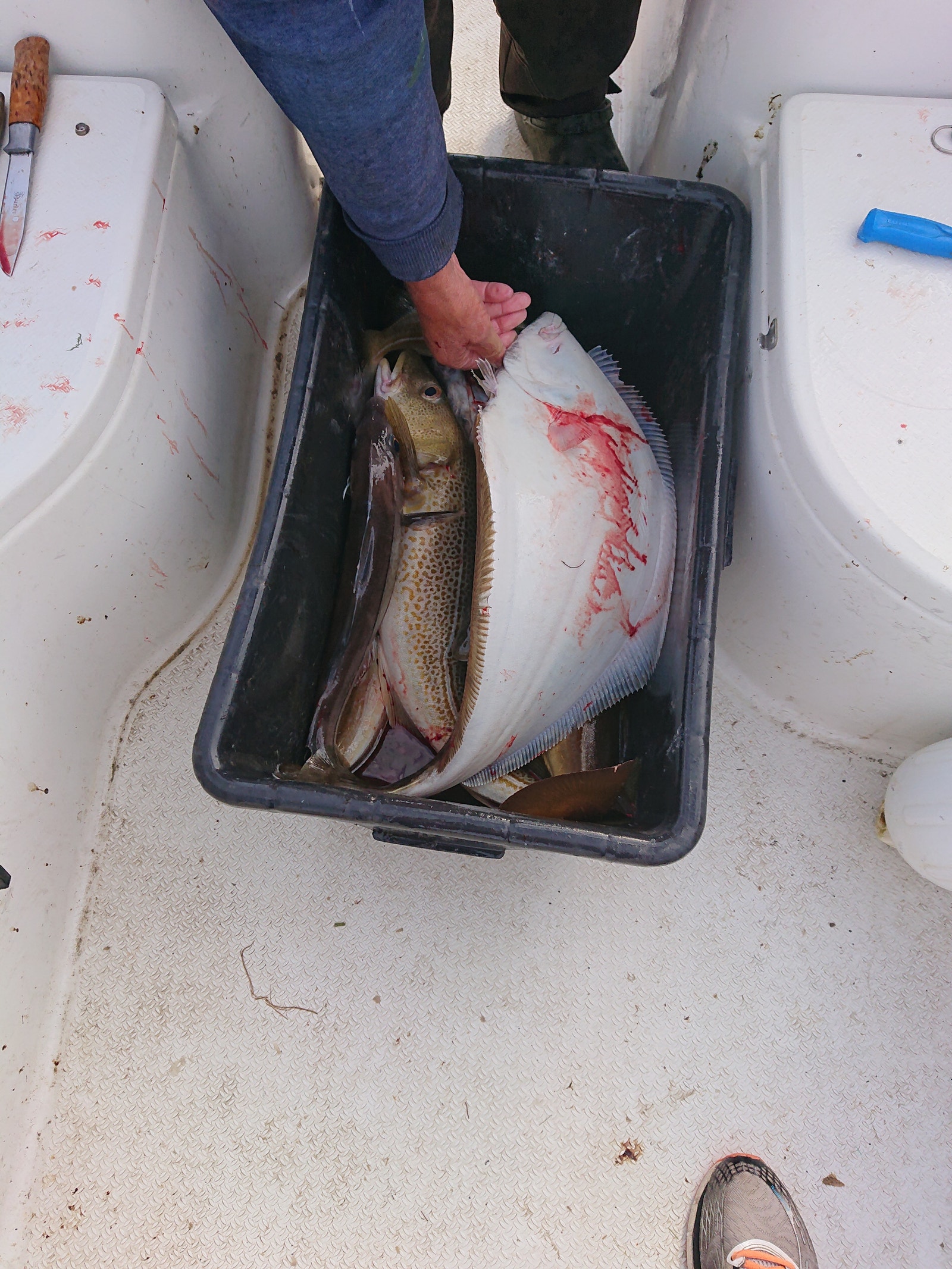 Kveitefiske ute på fjorden Galleribilde