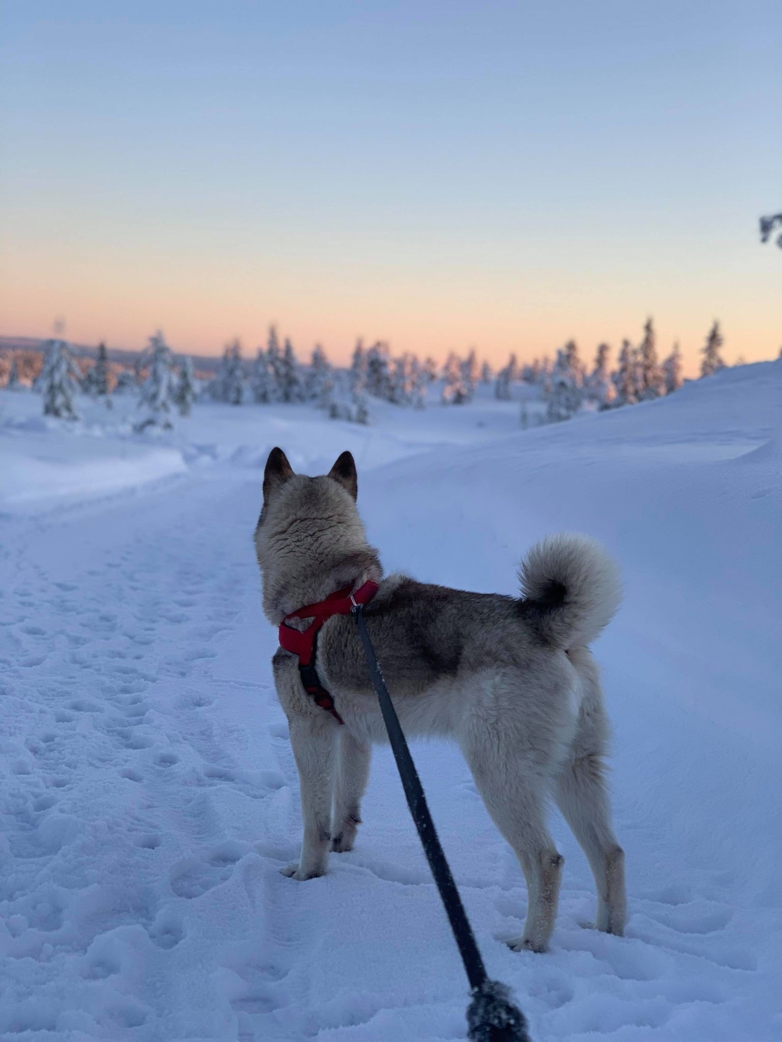 Firbeinte liker seg på Blefjell Galleribilde