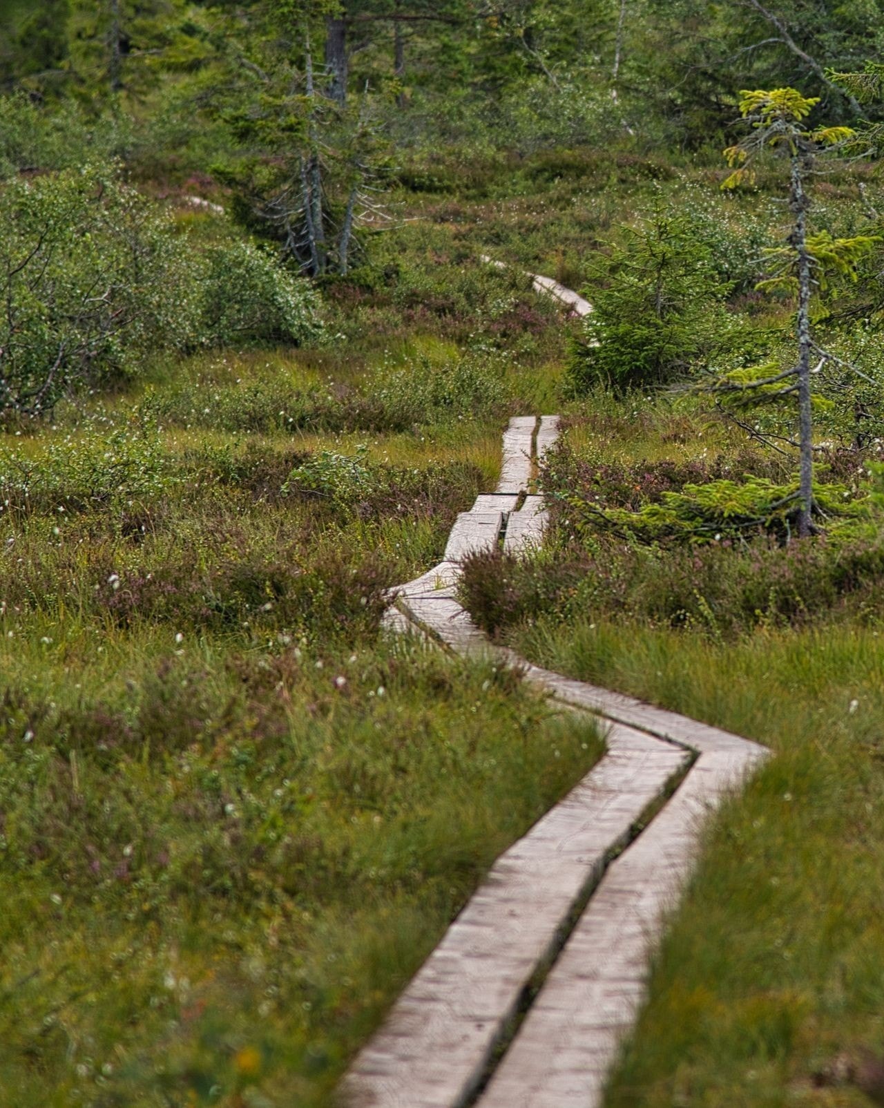 Lettvint å komme seg innover fjellet i alle aldere! Galleribilde