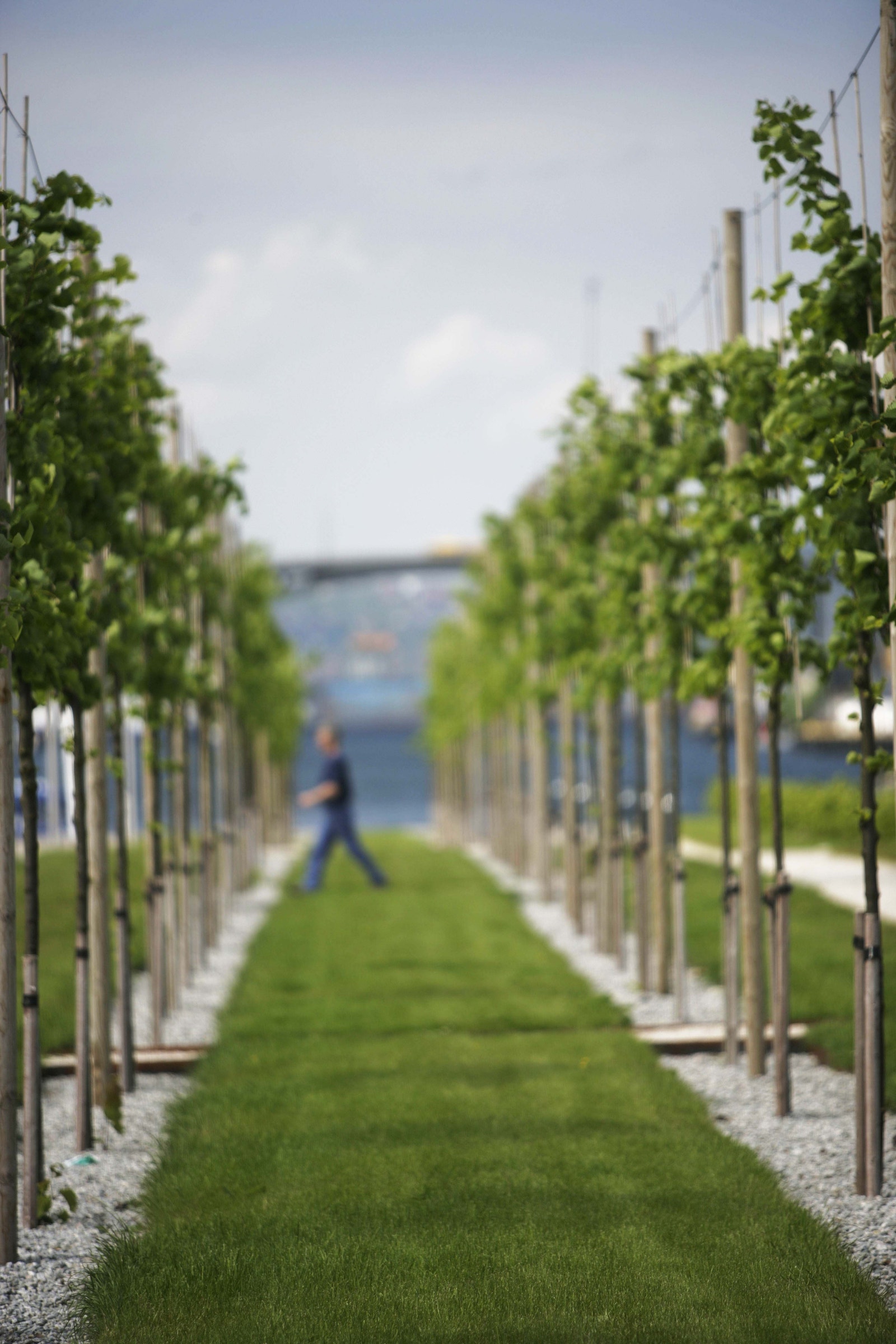 Nydelige parkområde Galleribilde