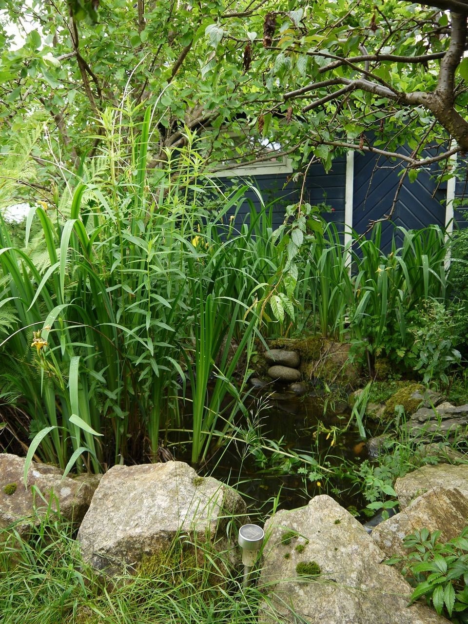 Garden with a pond (and often a frog and a hedgehog) Galleribilde