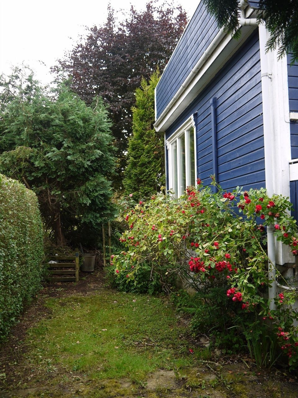 Rose bushes in garden Galleribilde
