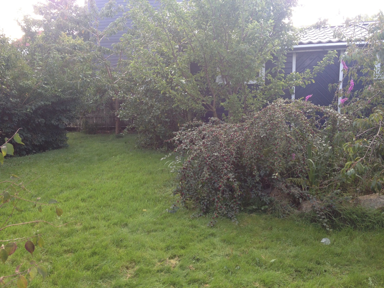 Garden with fruit trees, apples, pears, plum and cherries and an magnolia tree Galleribilde