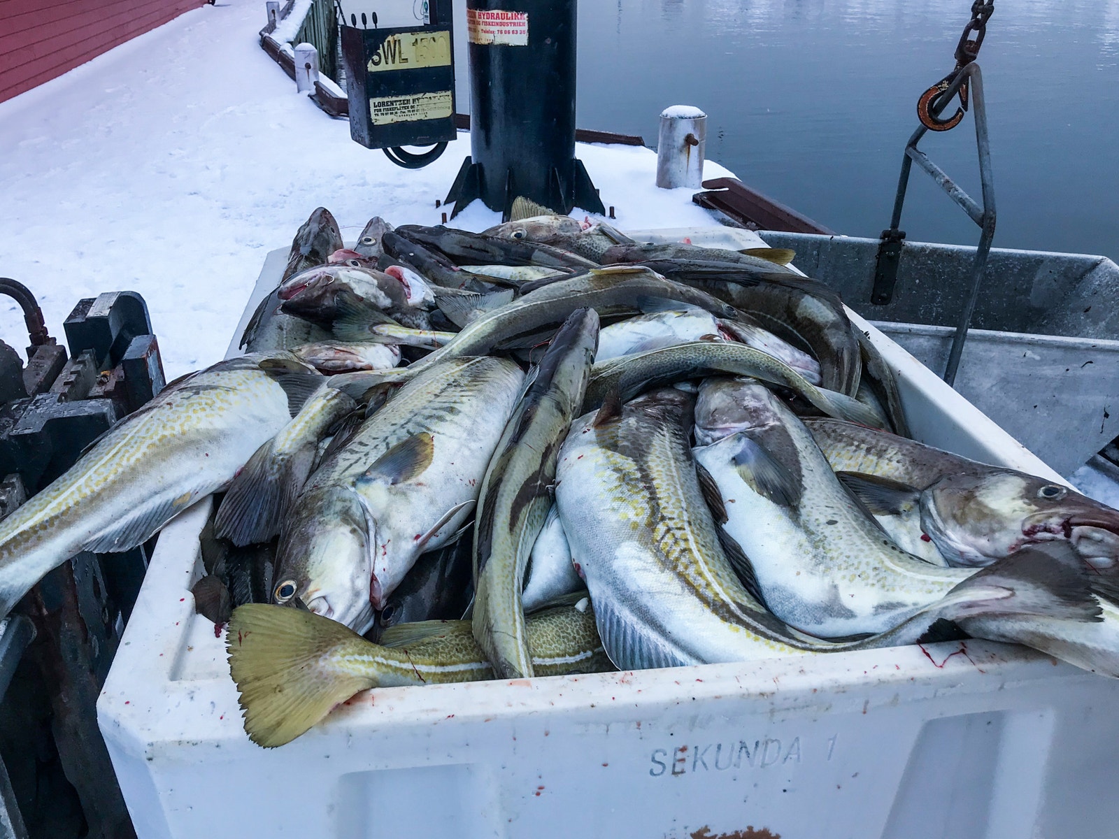 Kjøp fisk i Ballstad havn! Under Lofotfisket losses fisken til de ulike mottakene. Galleribilde