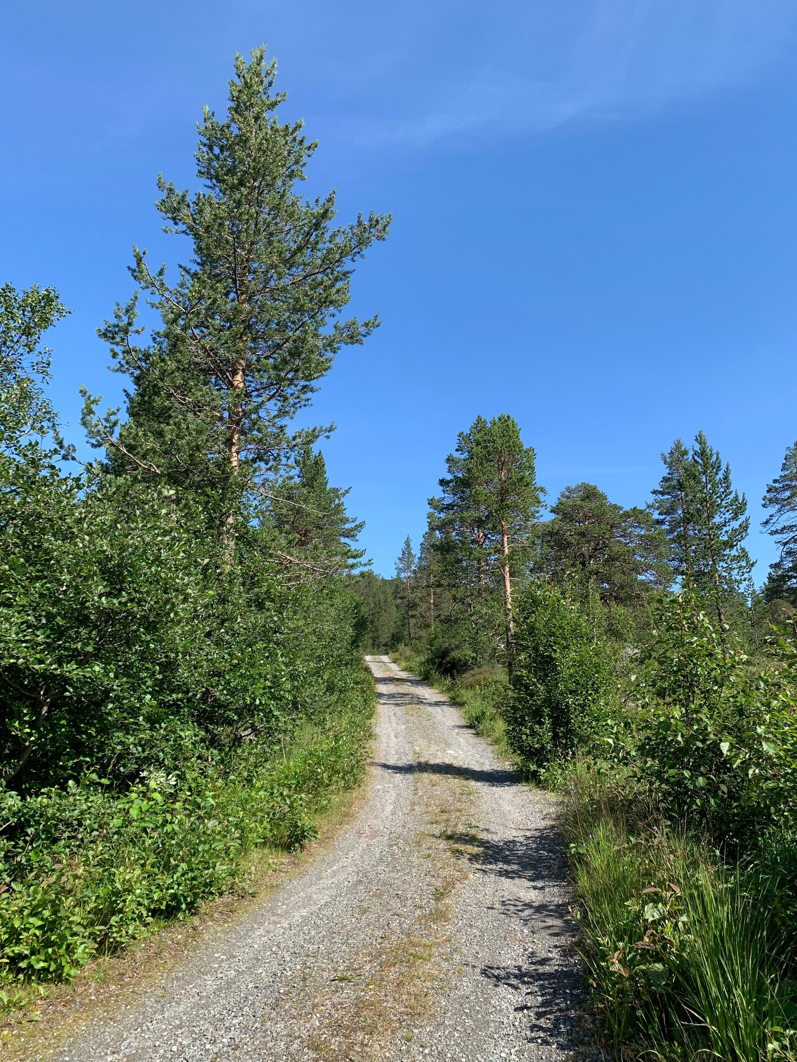 Grusveien opp til hytta (Foto: Siv Helen Lekven) Galleribilde