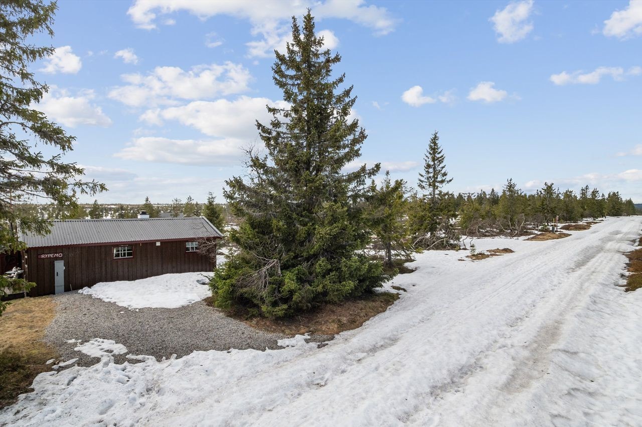 Skiløypene går rett forbi hytta! Denne forvandles til bilveg om sommeren. Galleribilde