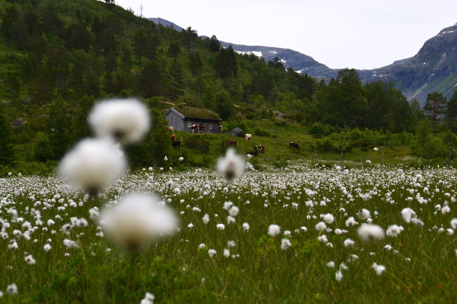 ..eller en tur i en av seterdalene rundt fjorden? Galleribilde