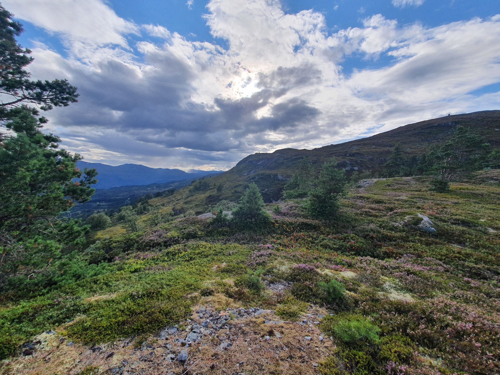 turterreng Galleribilde