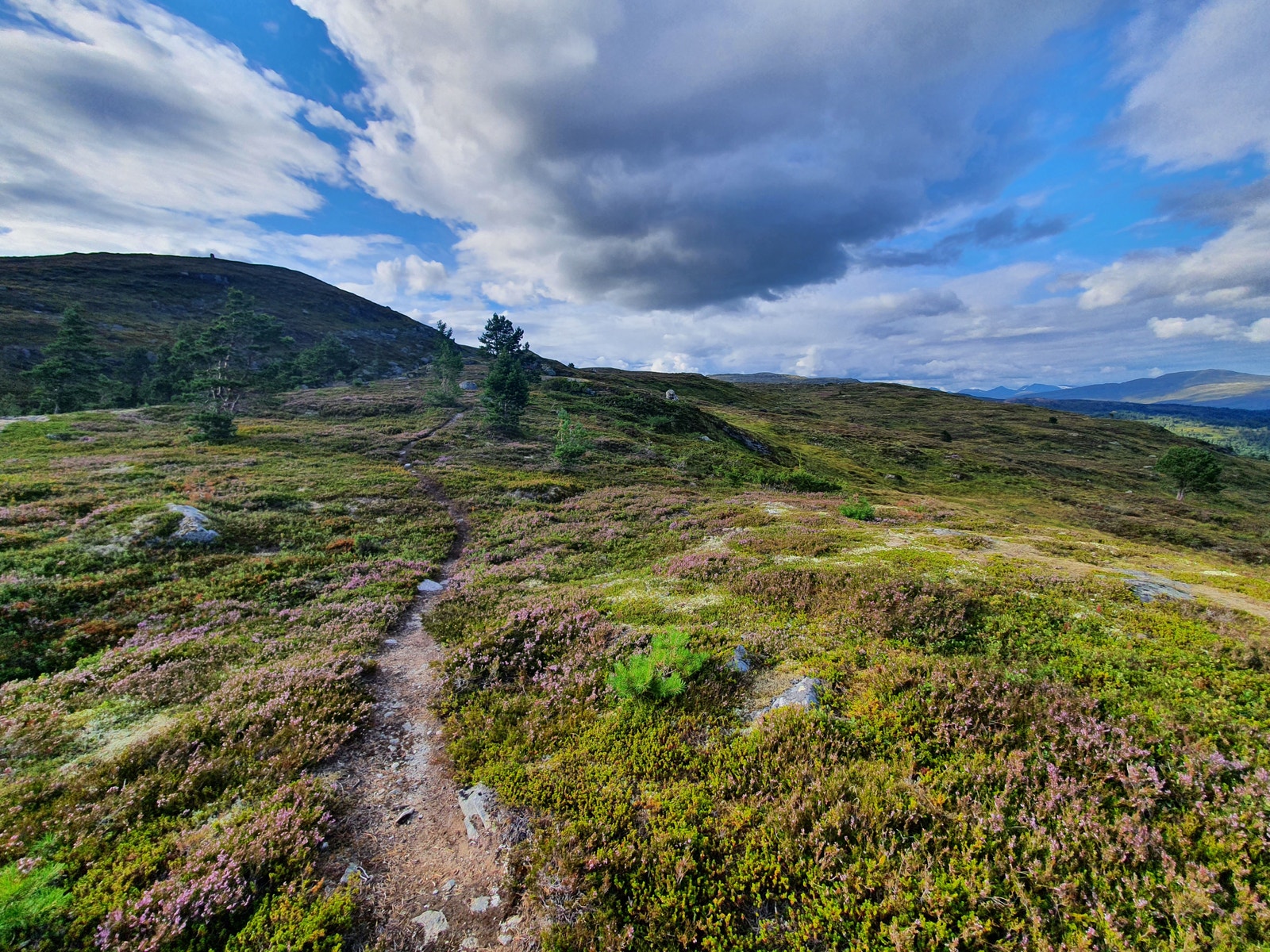 turterreng Galleribilde