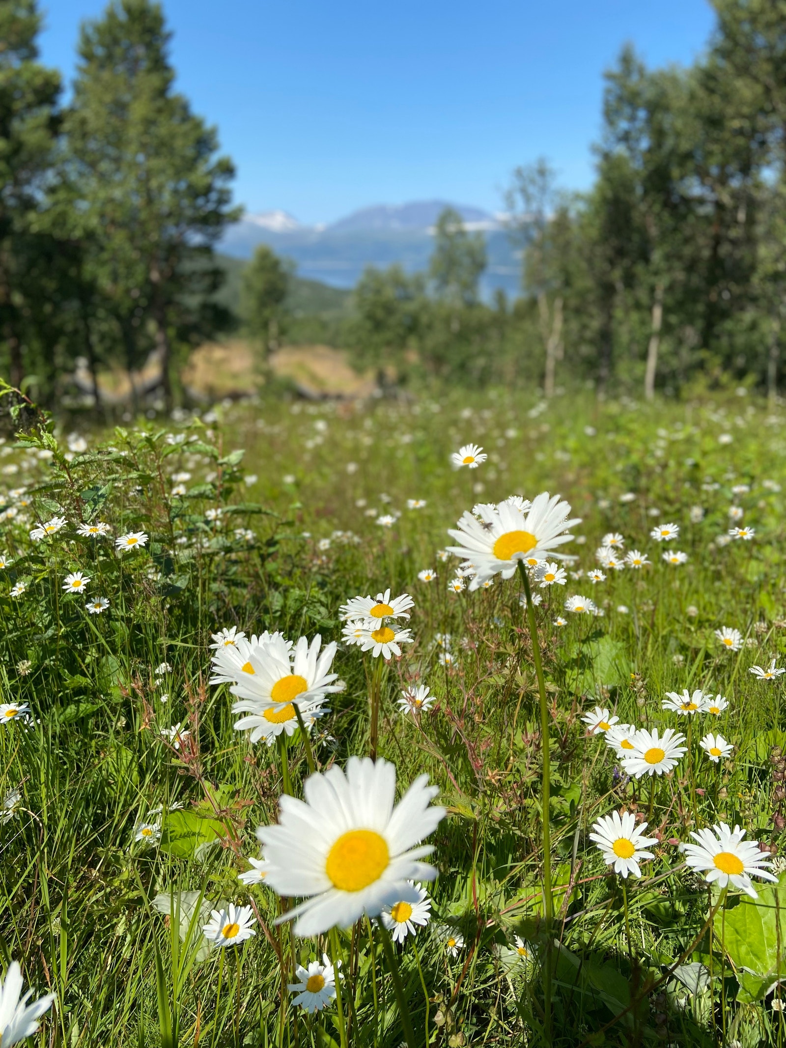 Setervollen med Blåhø i bakgrunnen Galleribilde