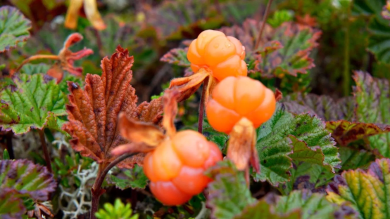 Moltetur Galleribilde