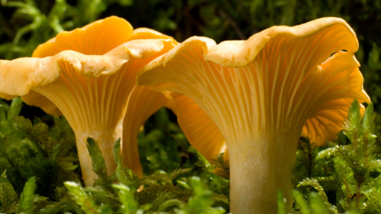 Kantarell Galleribilde