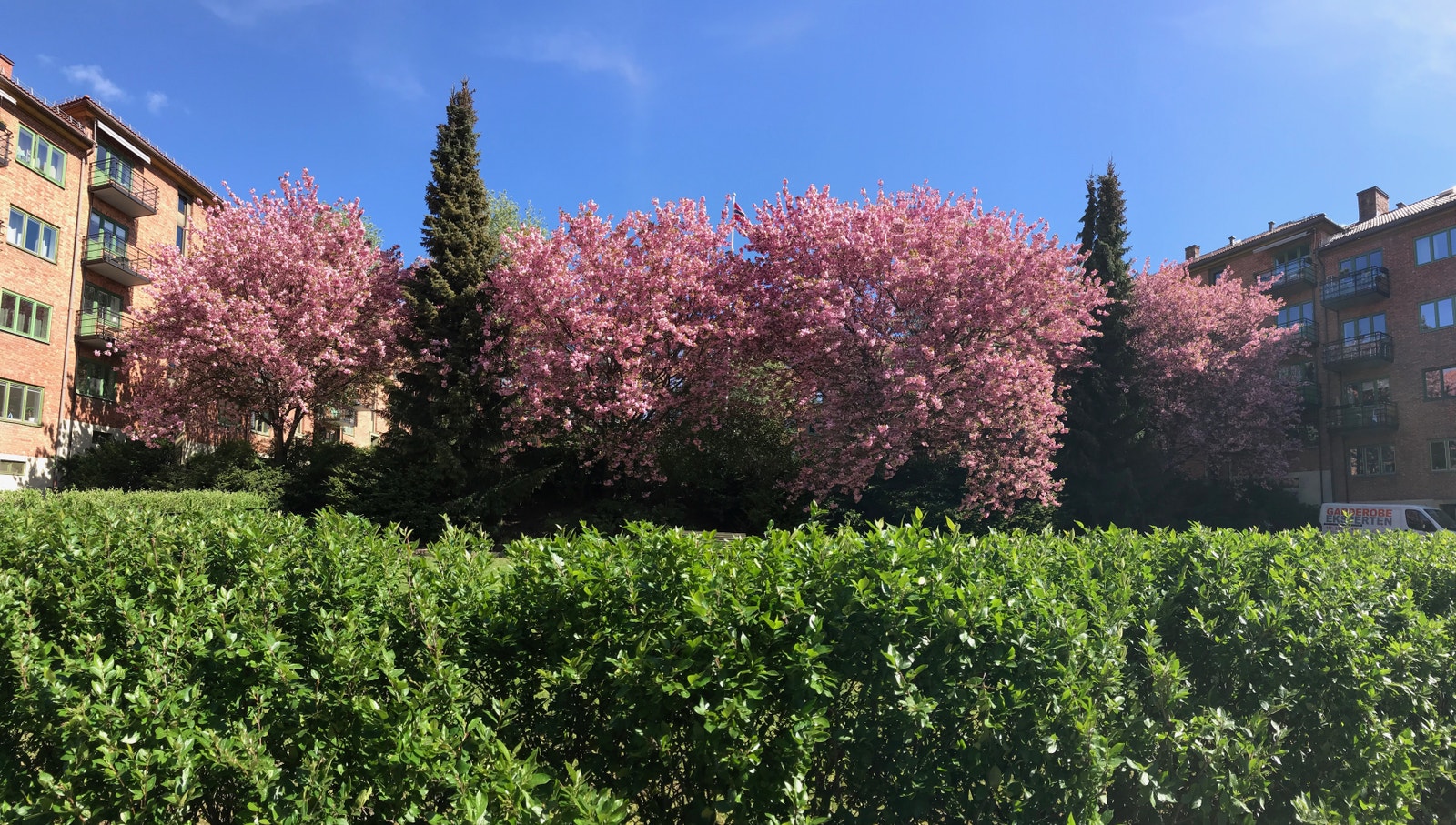 Om våren er midtre bakgård i full blomst! Galleribilde
