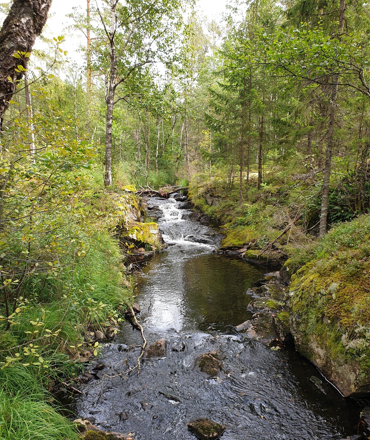 Bekk ved kantarellplassen Galleribilde
