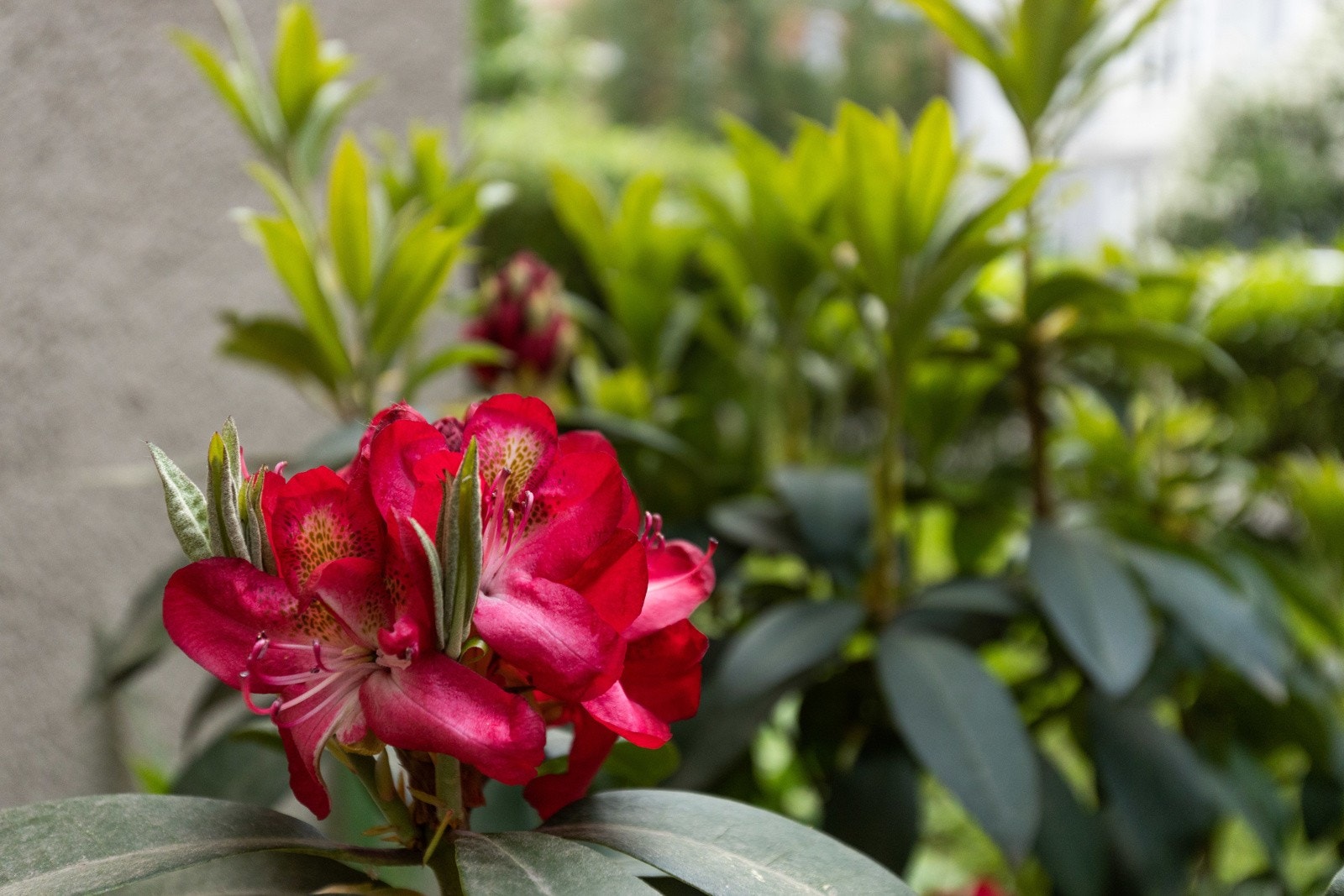 Detaljbilde blomstring fra fellesarealene. Galleribilde