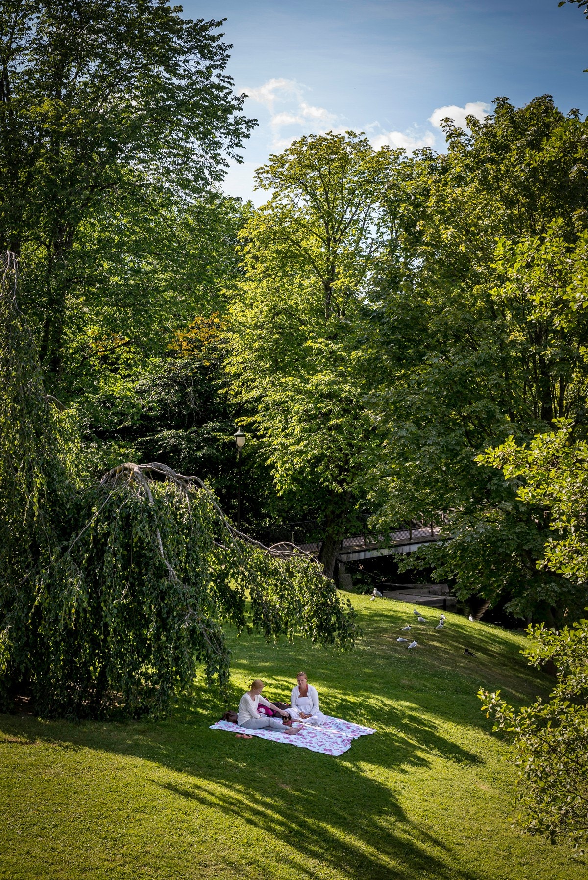 Friområde i Frognerparken. Galleribilde