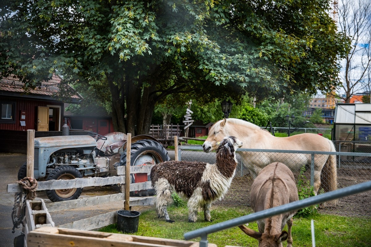 Nærområde Galleribilde