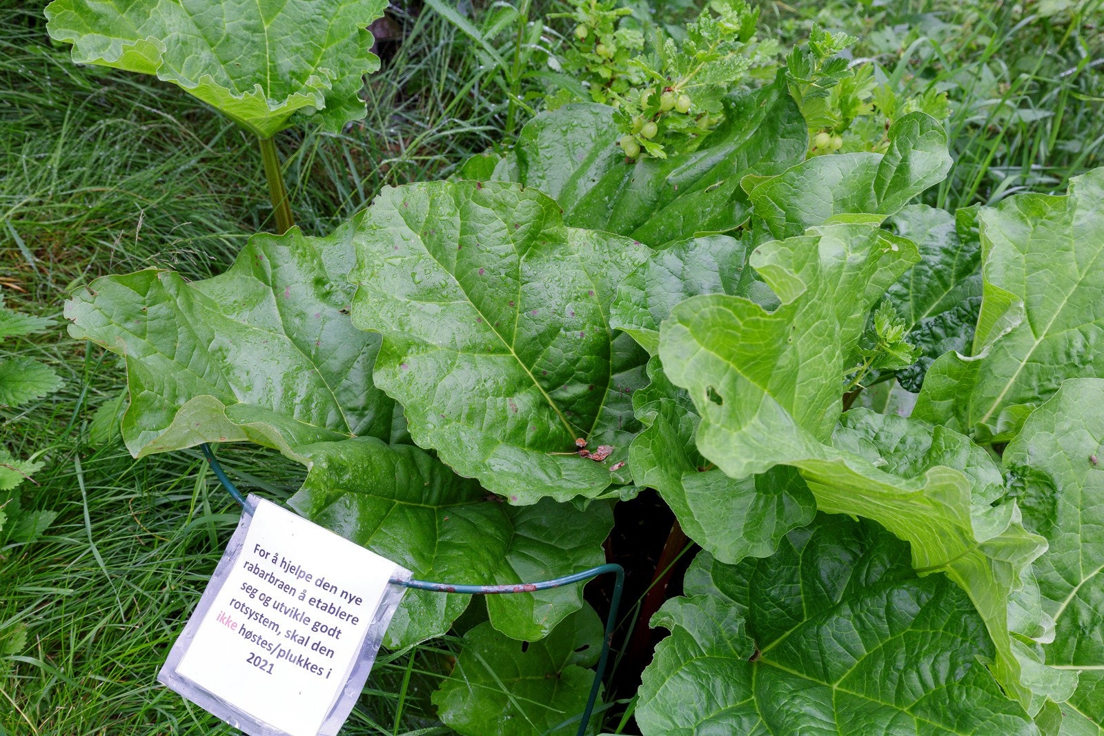 Rabarbra fra felleshagen. Galleribilde
