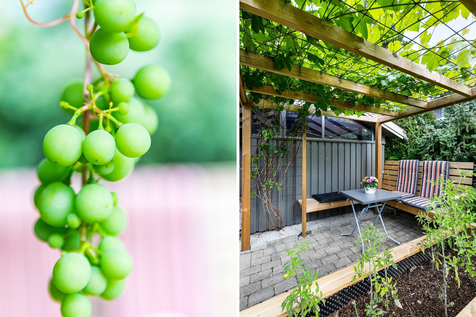 I sesong skjermes pergolaen av et tett teppe av grønne planteblader. Galleribilde