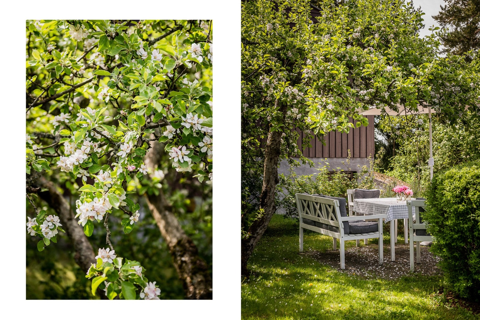 Epletre, rips og solbærbusker. Galleribilde