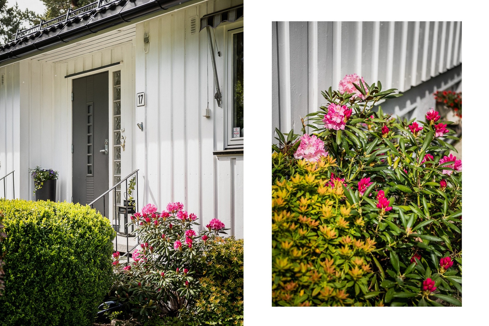 Nydelige blomster. Galleribilde