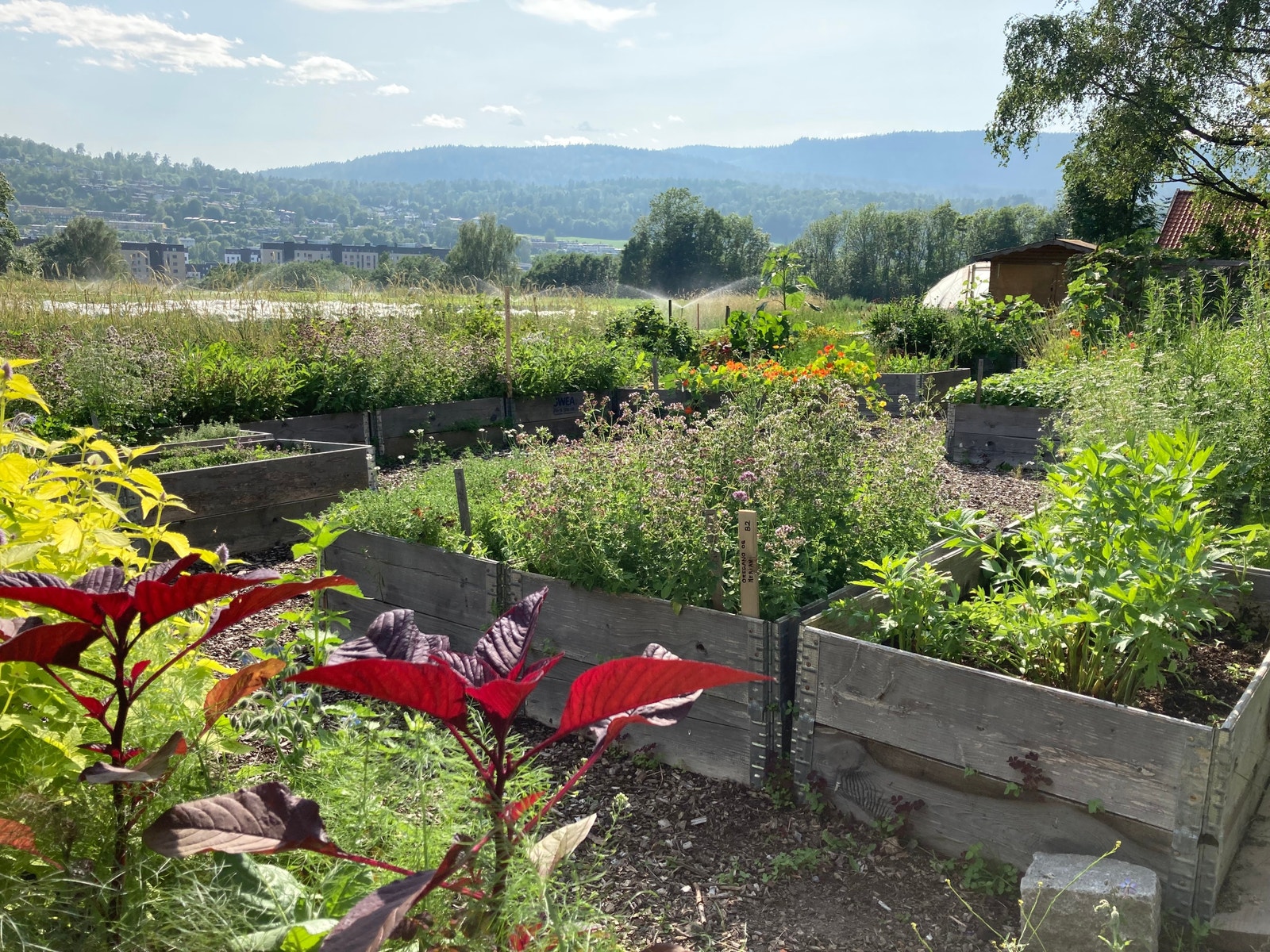 Utsikt fra urtehagen Galleribilde