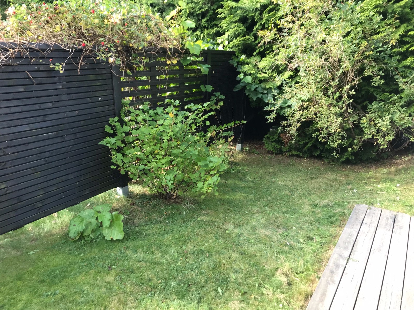 Liten hage med bærbusk Galleribilde