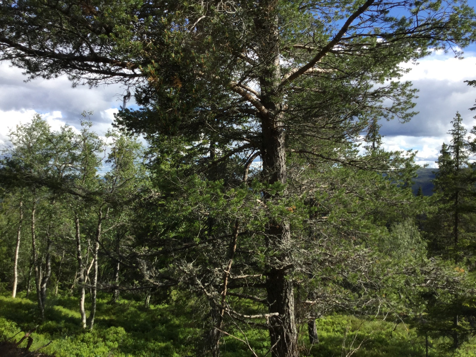 Bildet er tatt ut fra stuevindu i brakken Galleribilde