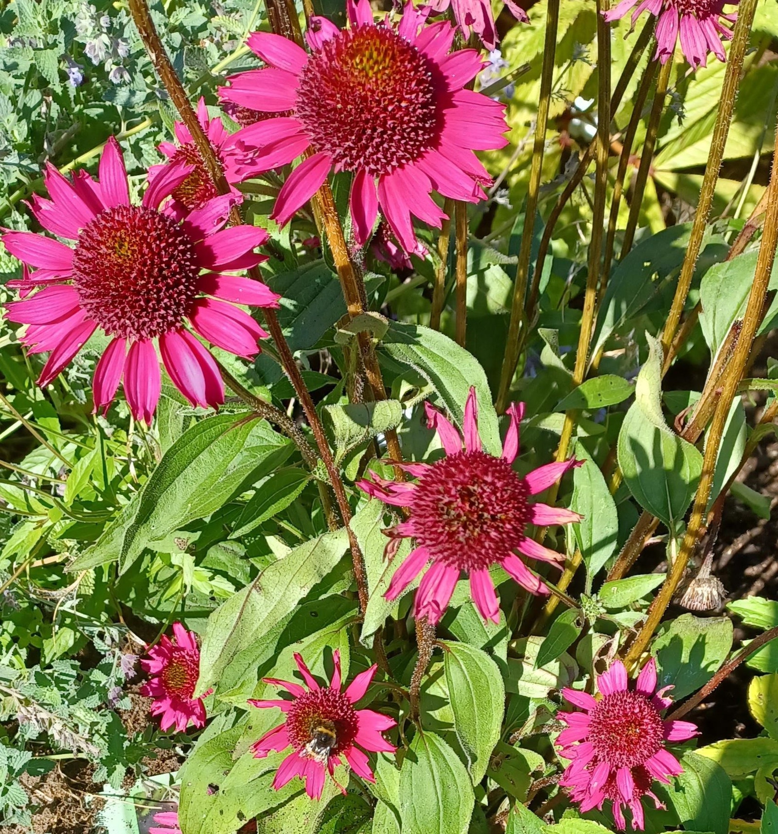 Bilde fra hagen Galleribilde