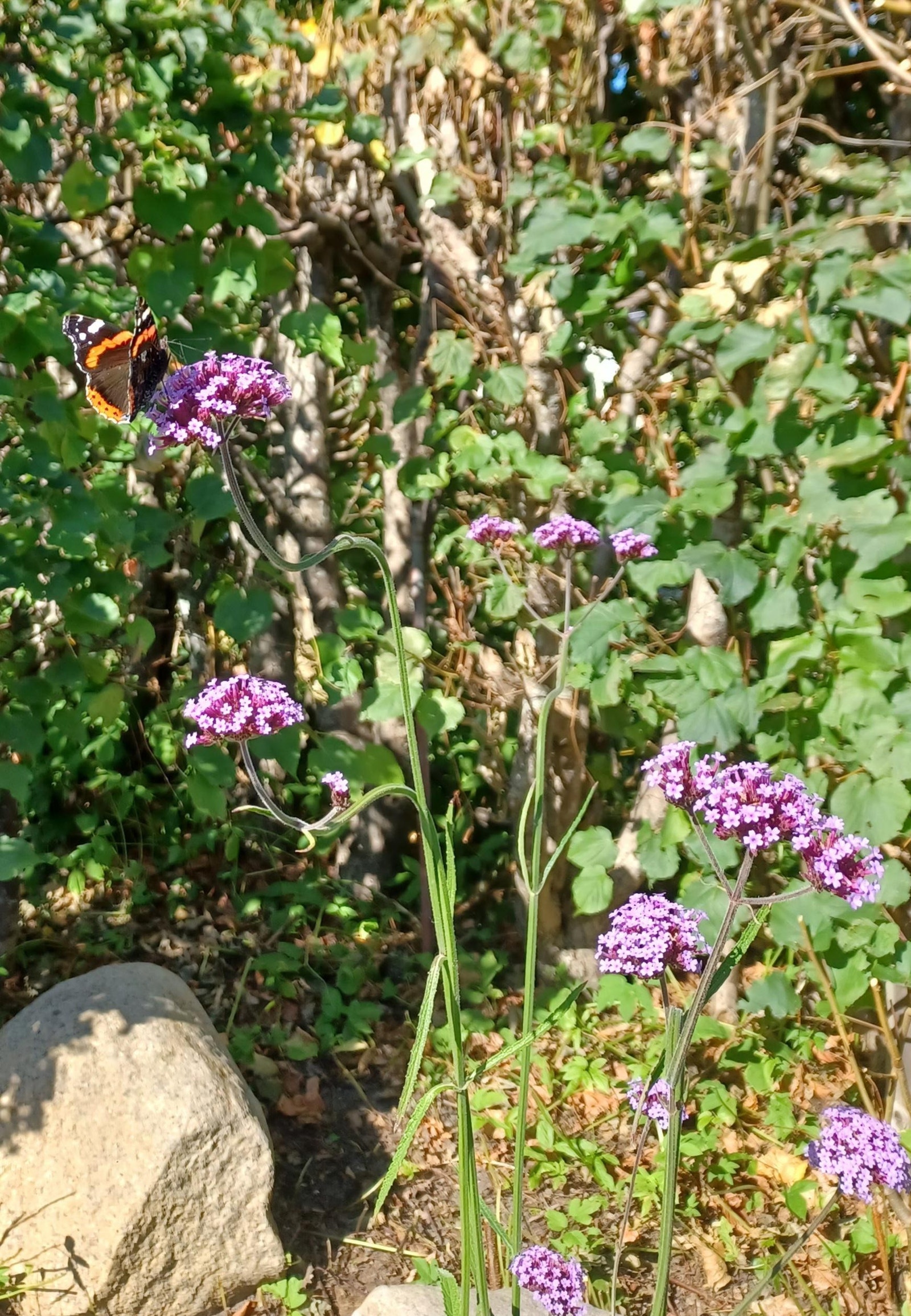 Bilde fra hagen Galleribilde