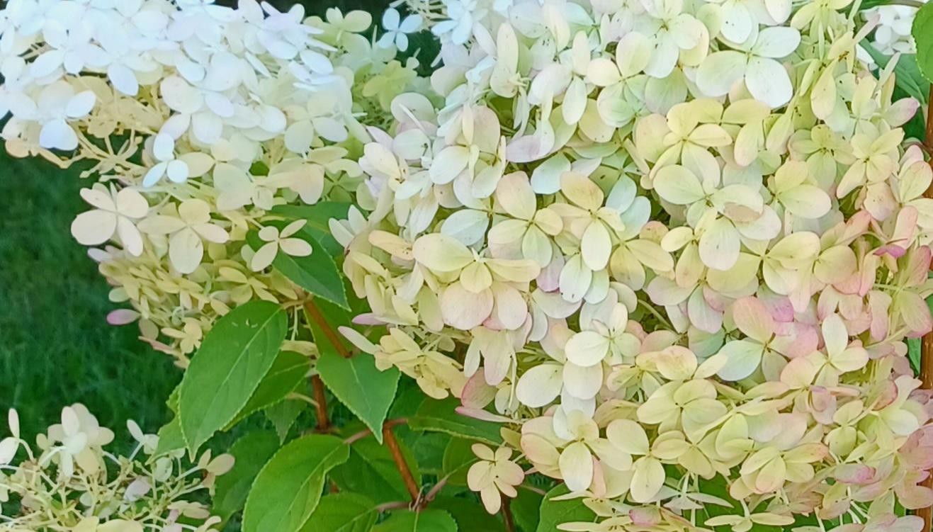 Bilde fra hagen Galleribilde