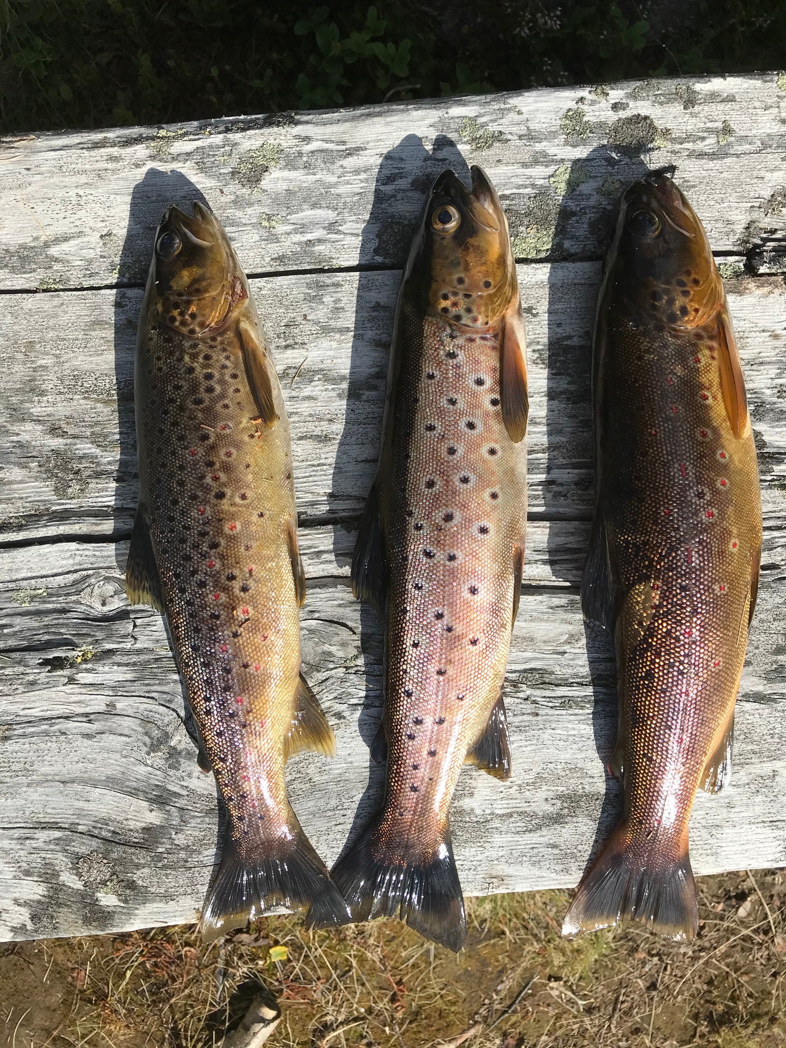 3 flotte steke-ørreter Galleribilde