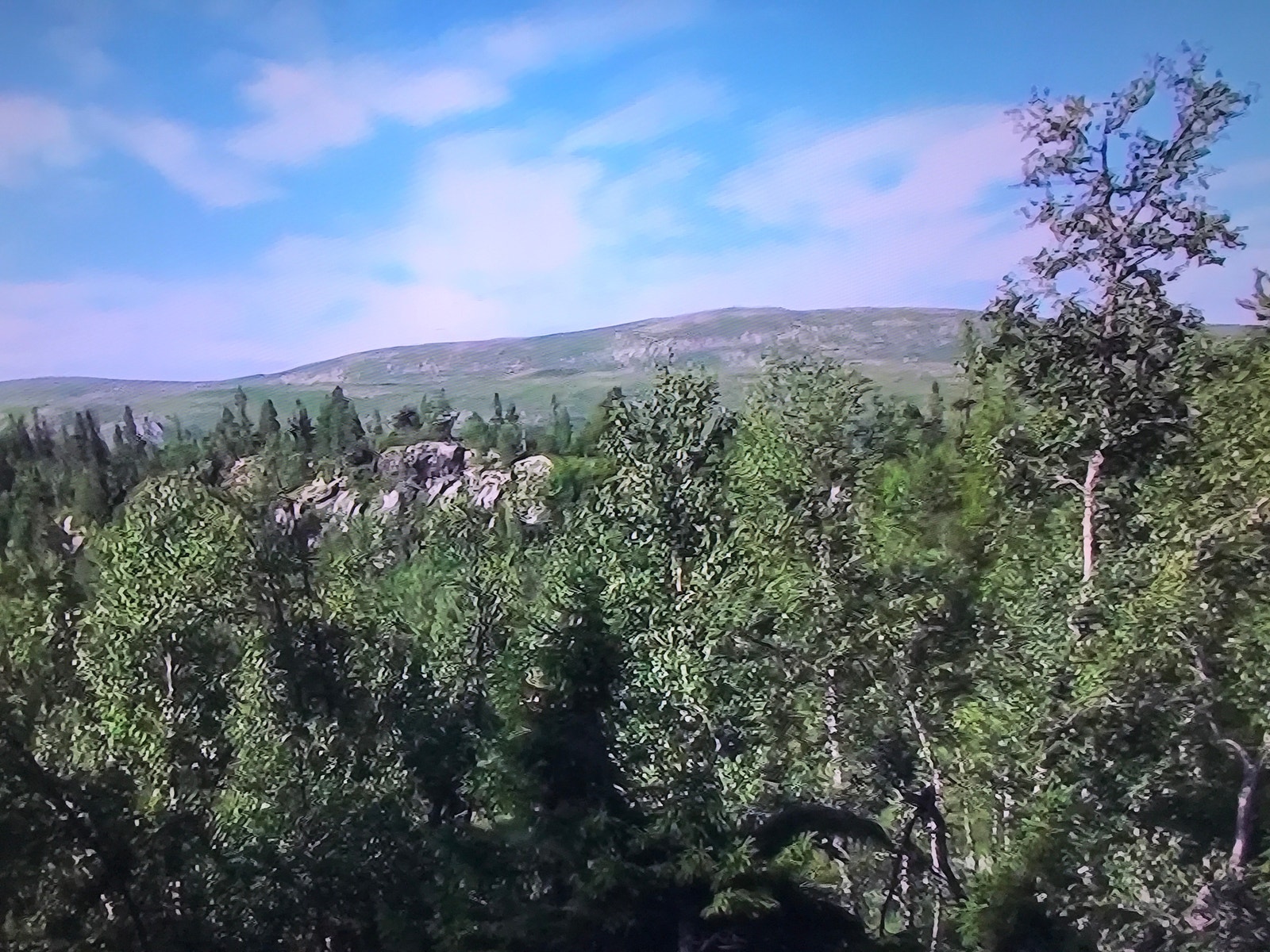 Skog og fjell Galleribilde
