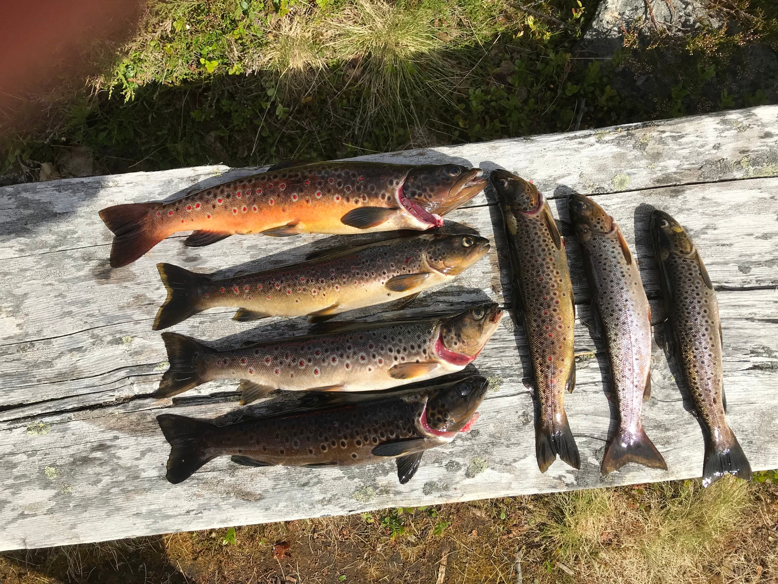 7 flotte steke-ørreter Galleribilde
