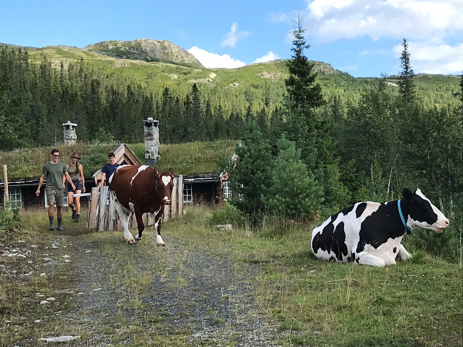 Rømme og ost kjøpes hos budeie i nærområdet Galleribilde